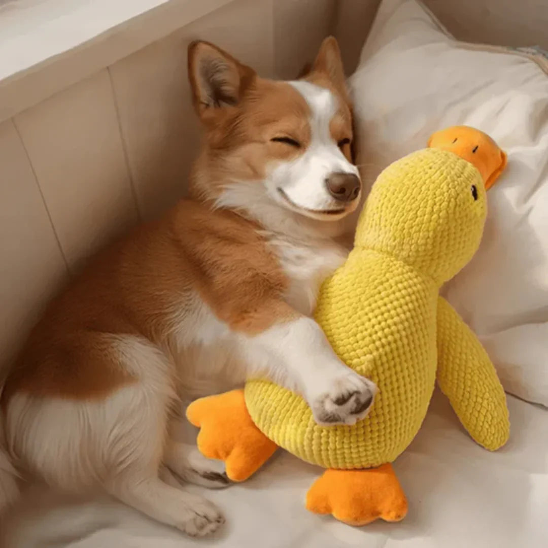 Canard Anti-Stress pour chien